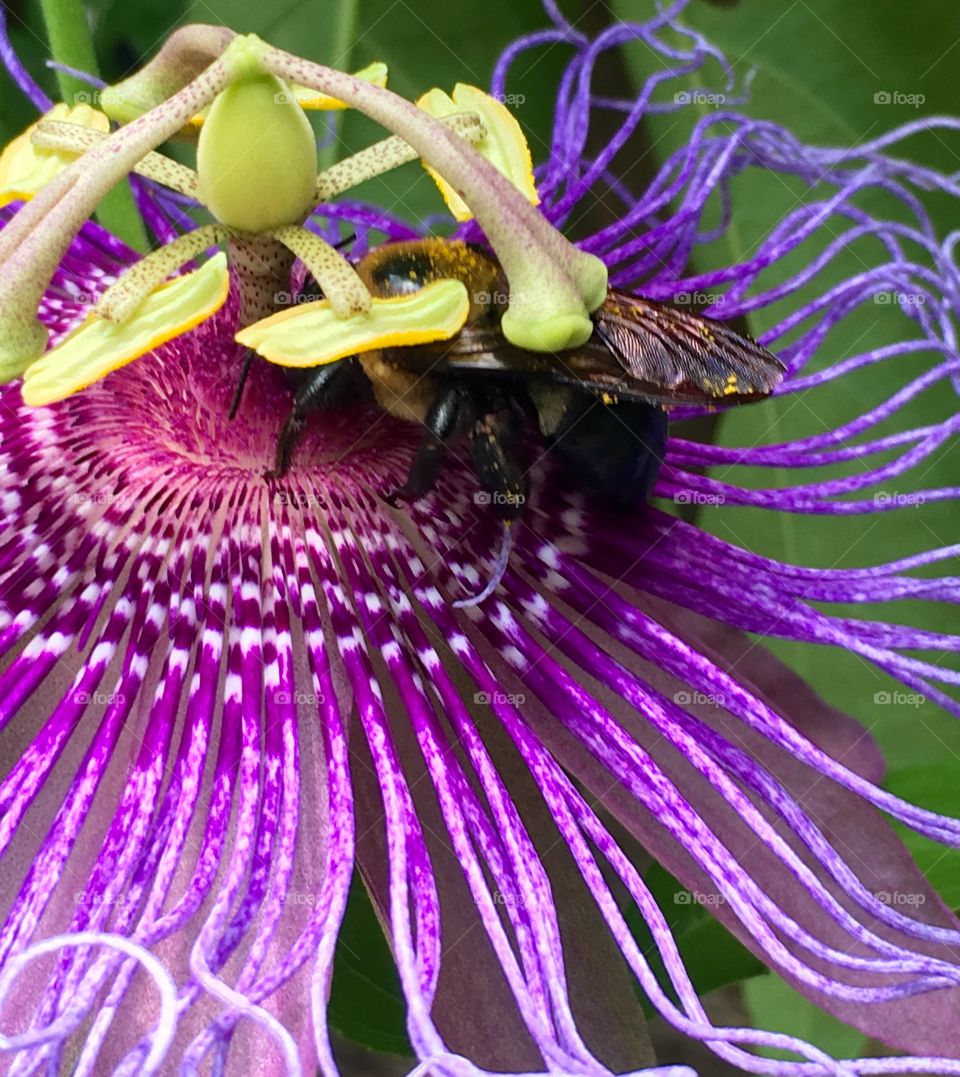 Bee flower 2