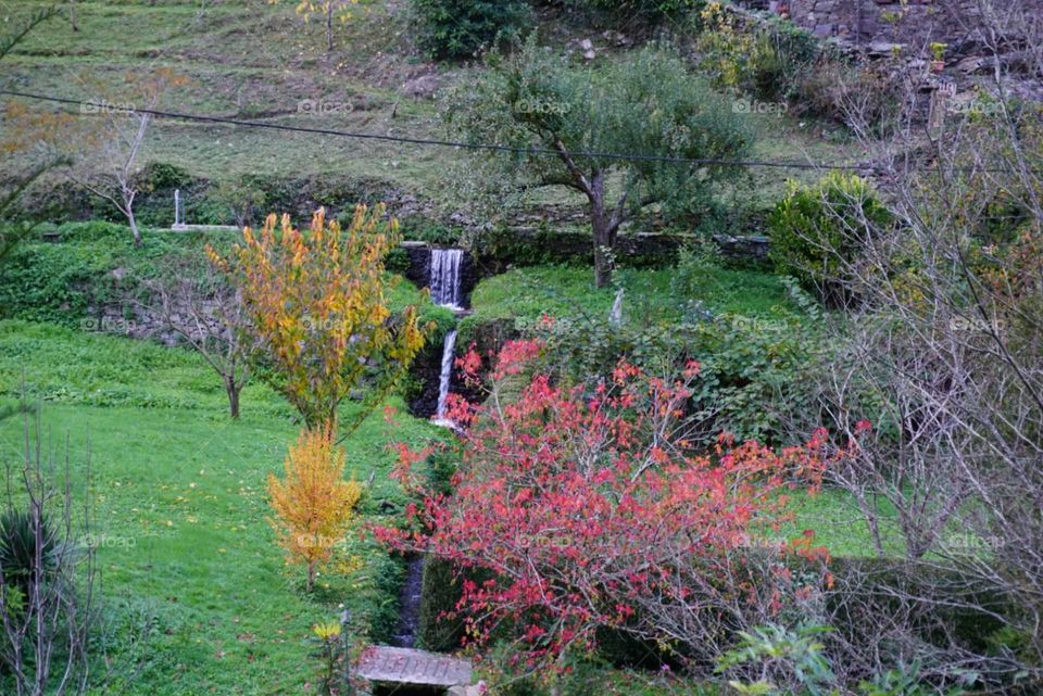 Nature#autumn#colors#trees#leaves