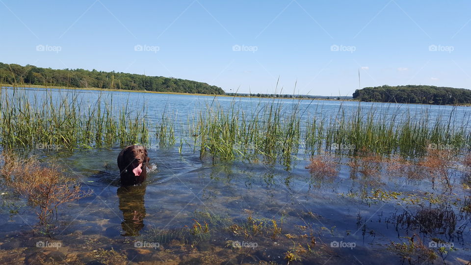 Labrador Retreiver Swimming