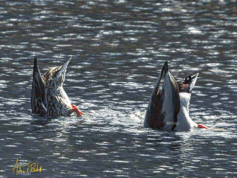 Duck butts sticking up out of the water! Who says eating can’t be challenging 