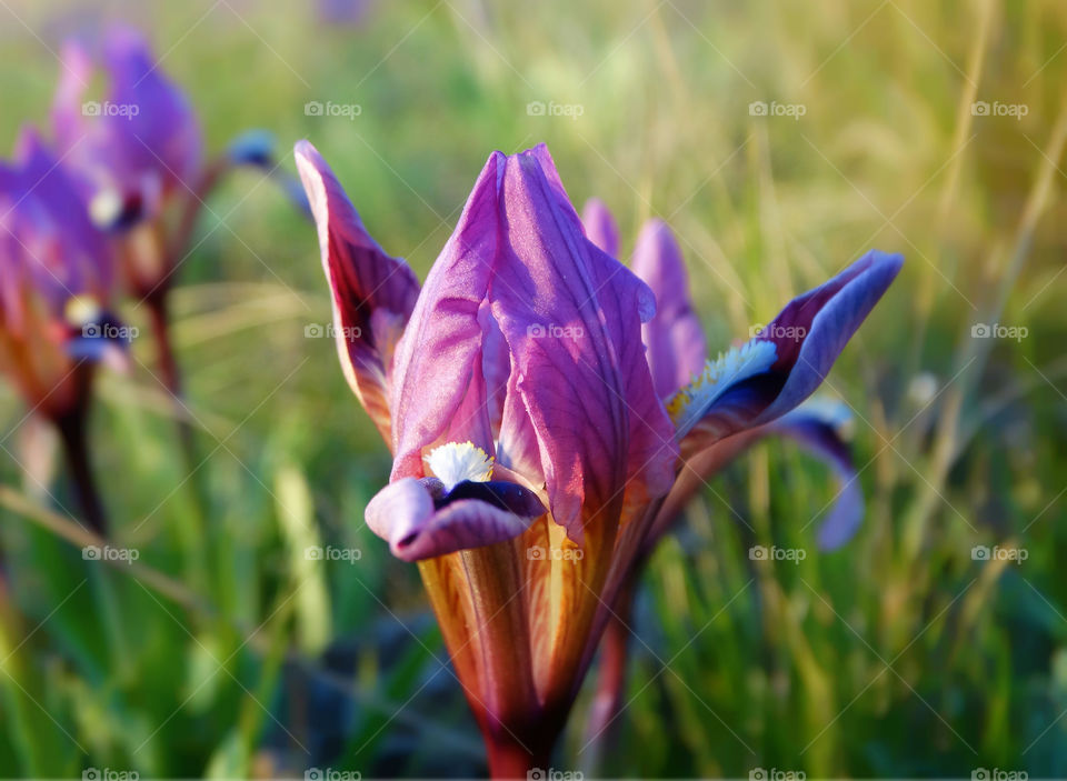 Wild flowers iris