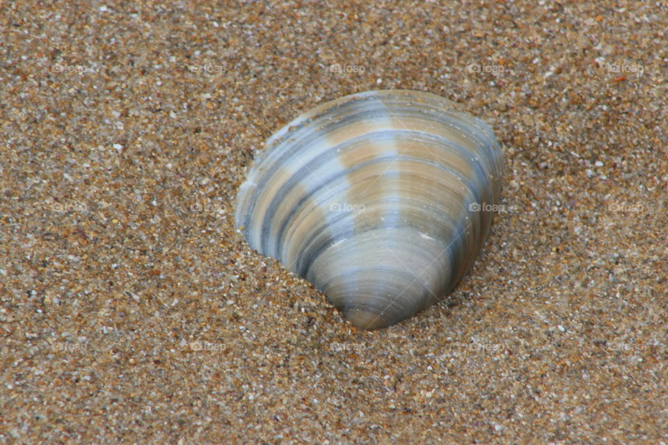 Seashell