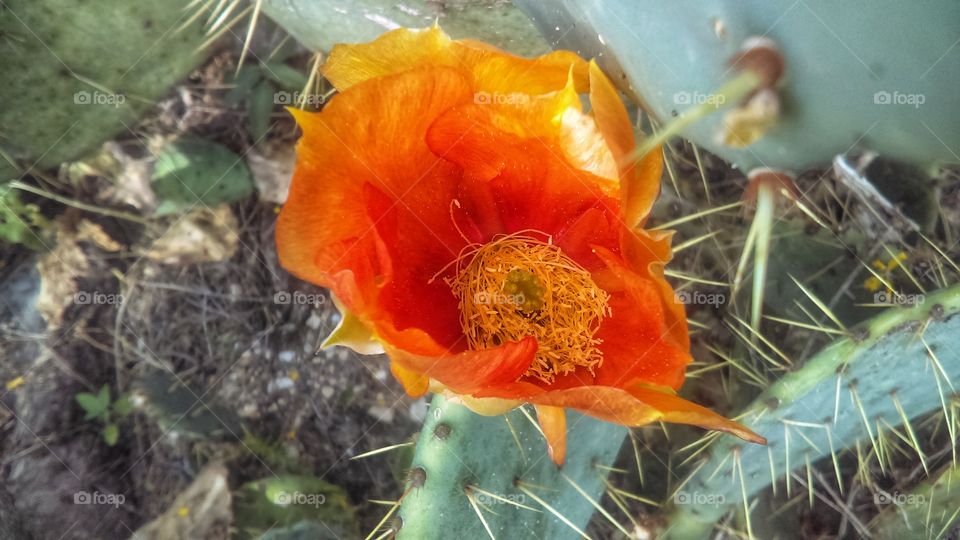 Texas prickly pear