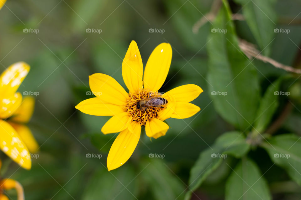 A bee collects nectar from a yellow flower