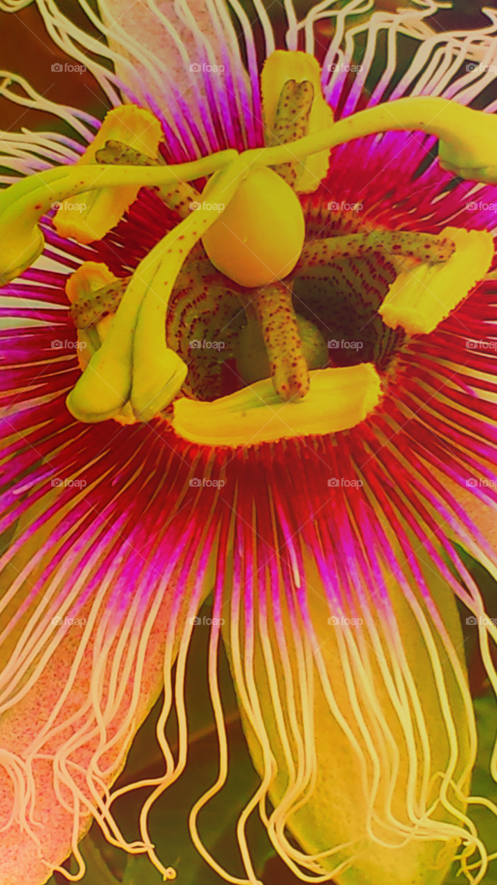 "Pink & Yellow Passion Flower"
