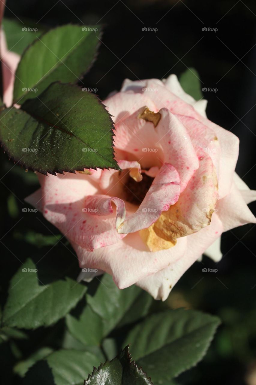 wight rose bihaind the leaf