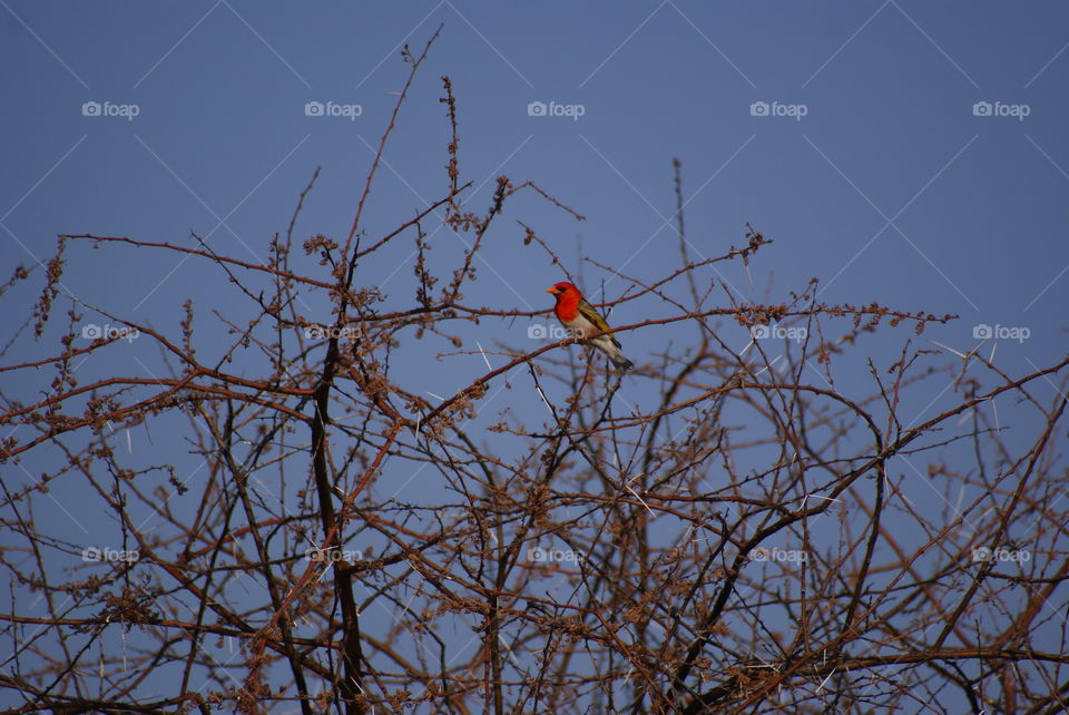 red bird in a dry tree at sunset
