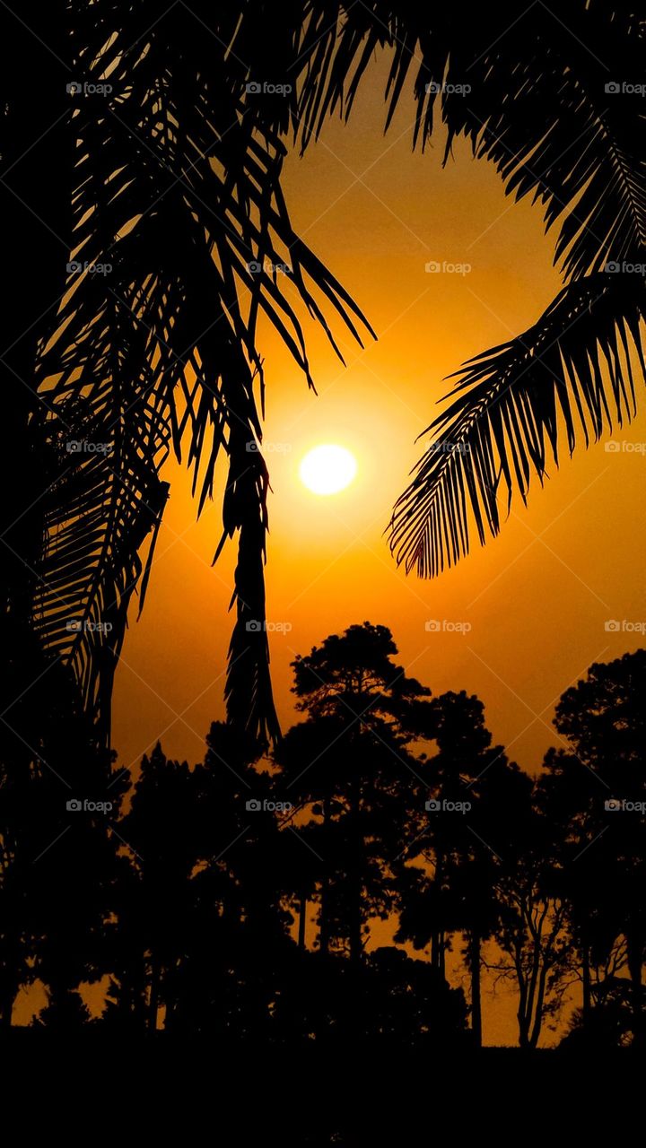 Sunset between palm trees