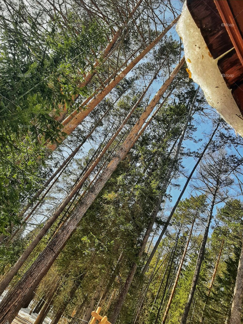 сосны на фоне голубого неба и крыши со снегом