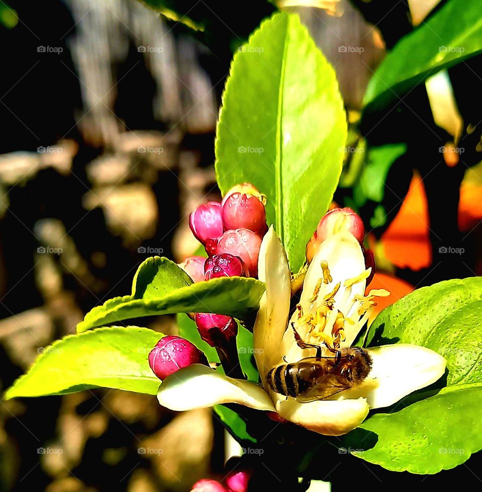Abeja libadora en flor de limonero