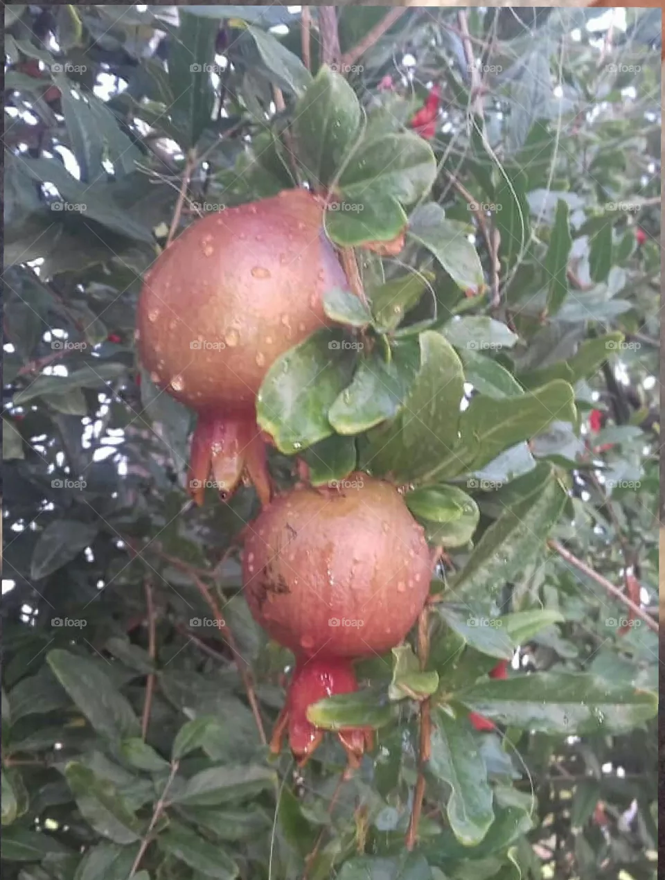 fresh fruits