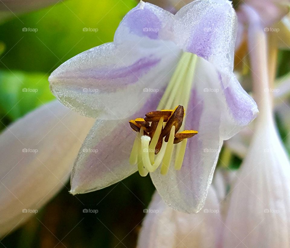 Lavender Hosts flower
