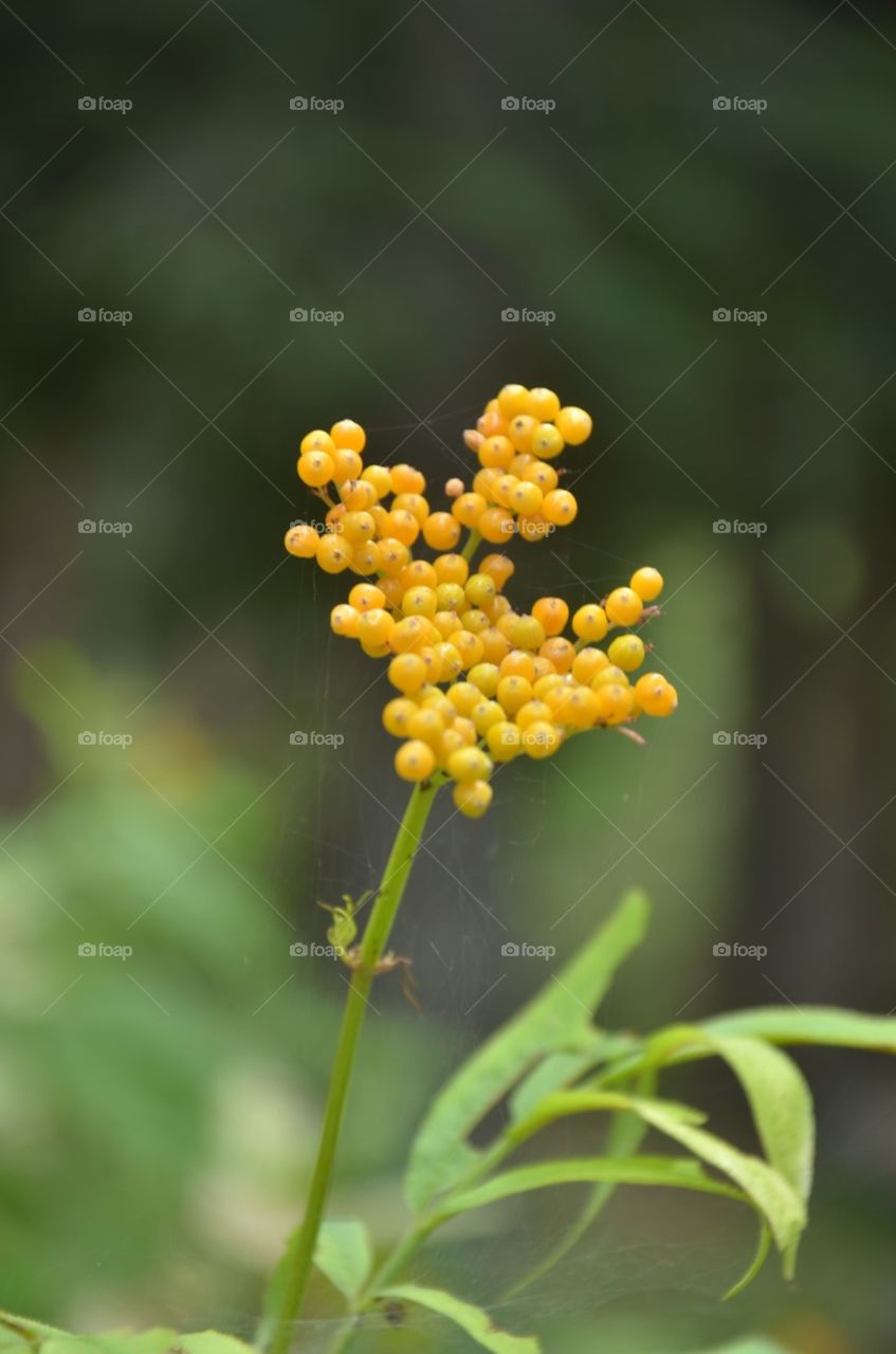 Nature, Leaf, No Person, Flora, Growth