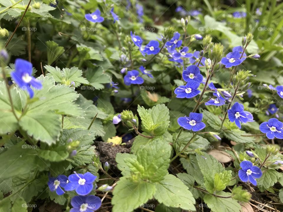 Spring flowers 