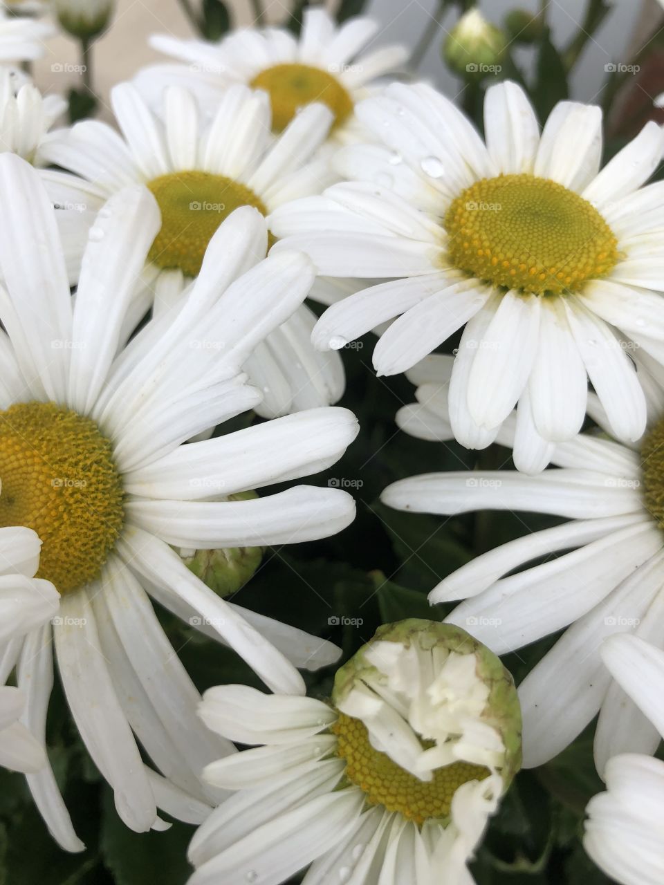 White mums just bloomed 