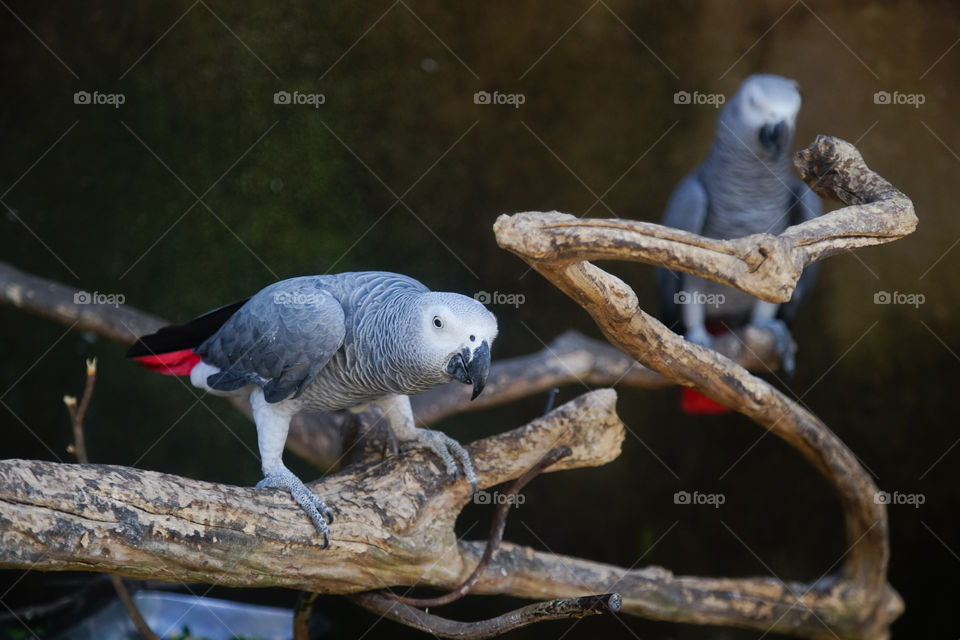grey parrot