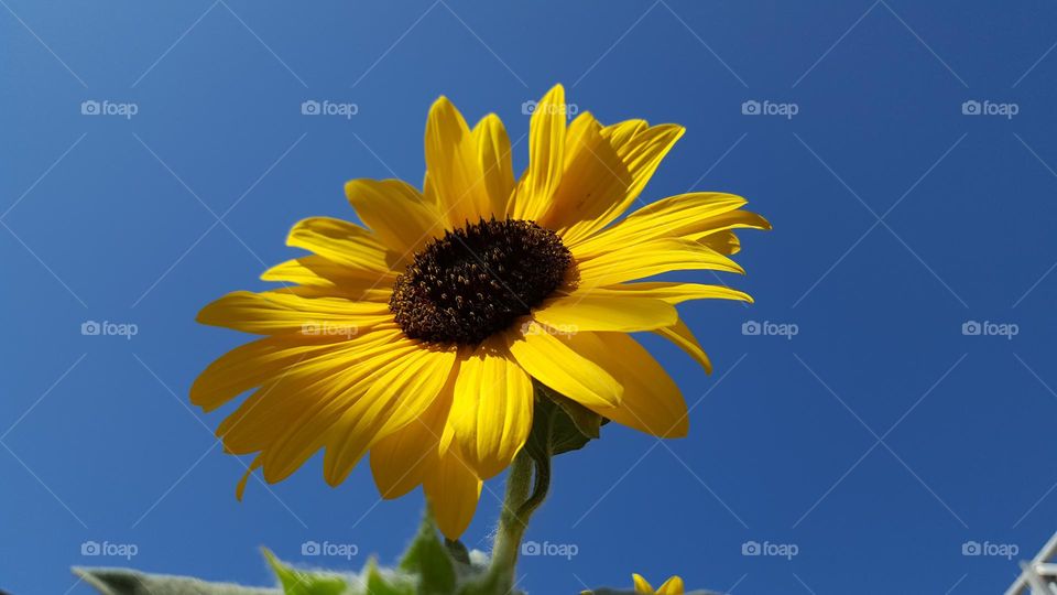 sunflower