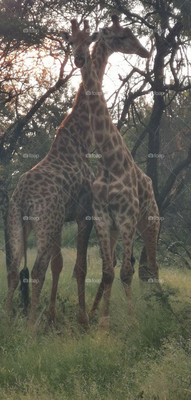 When giraffes fights the bulls swing their heads like medieval maces. 
The neck is so long that the swing looks slower than it is and the blows less hard but the sounds of their impacts can be heard from 100 meters away.
