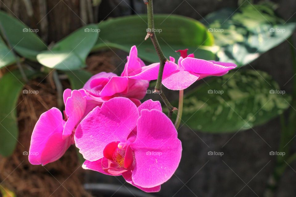 blooming Orchid flower