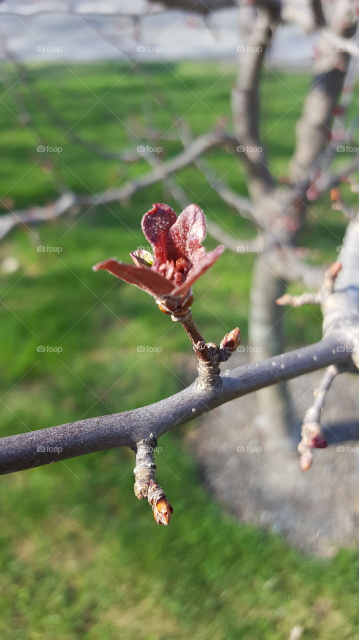 Outdoors, Nature, No Person, Tree, Leaf