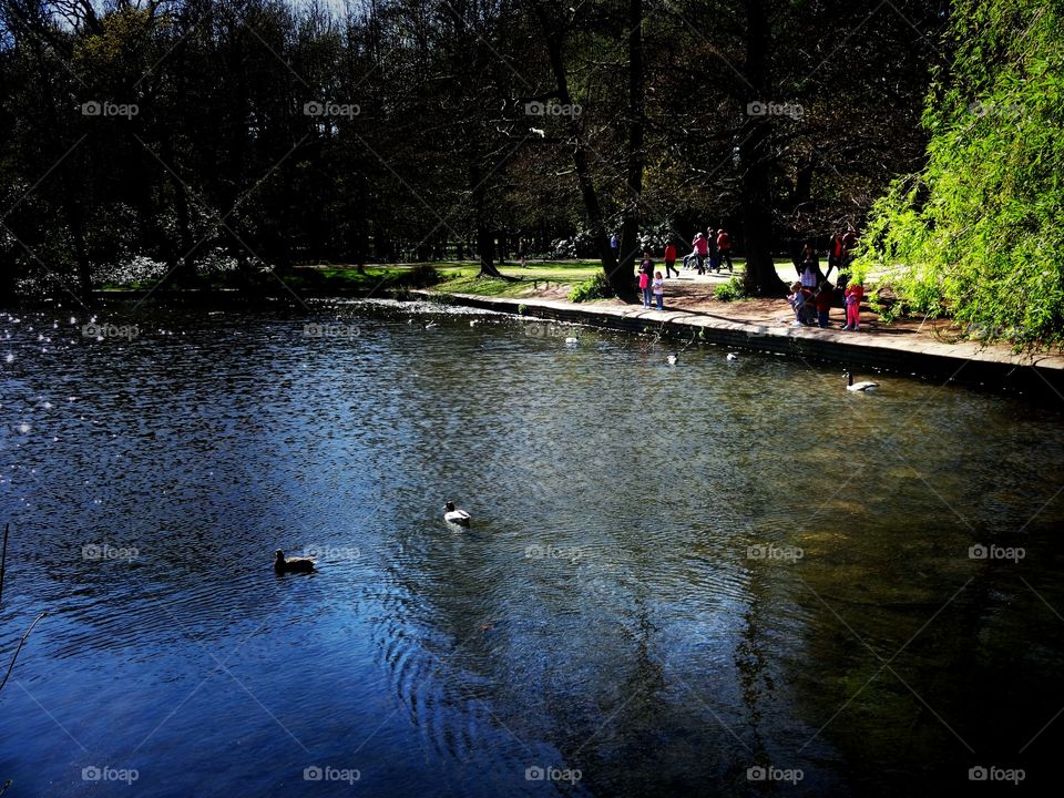 park and lake. Wollaton Park - springtime