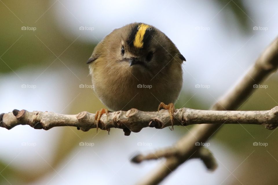Goldcrest 