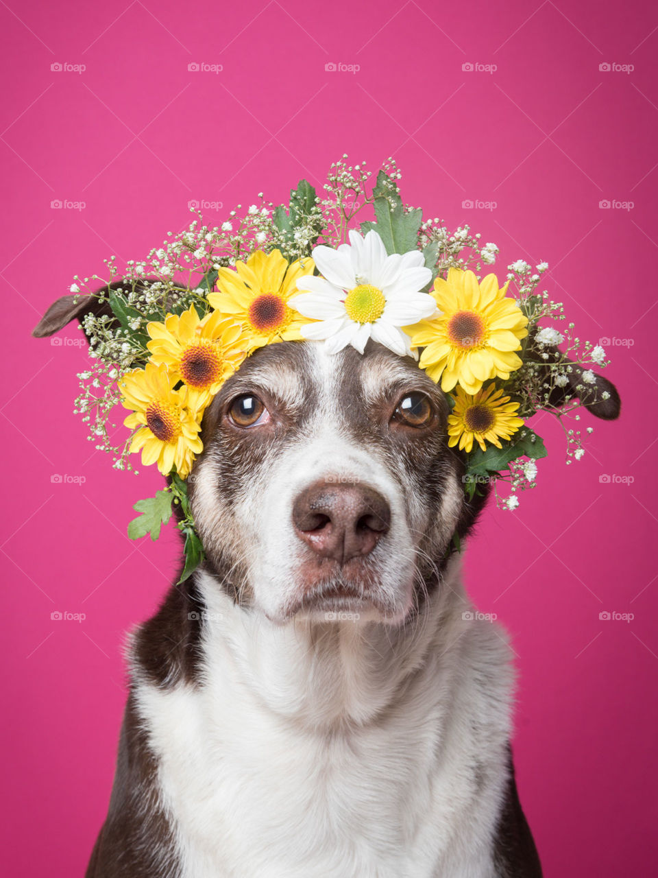 Cachorro com tiara de flores na cabeça 