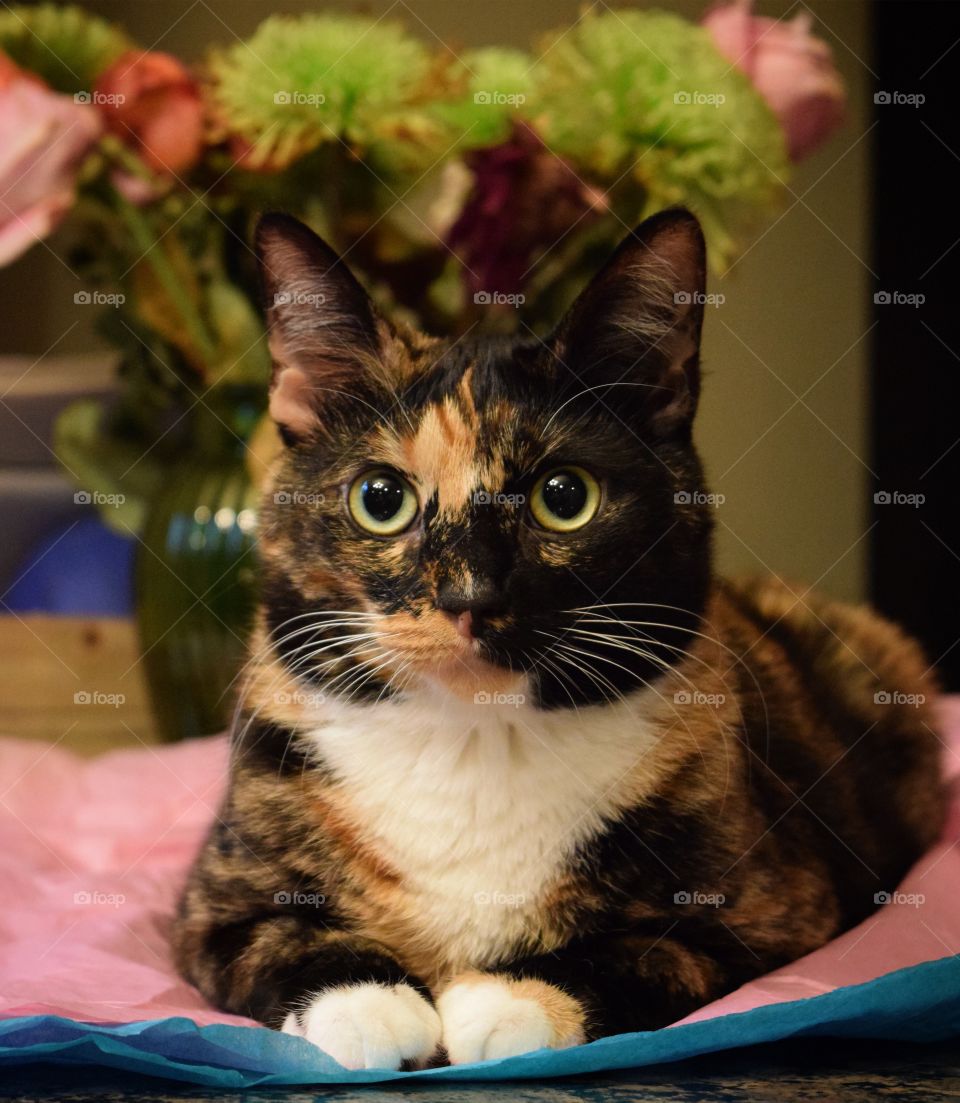 Sweet Itty Bit posing on her new favorite toy, tissue paper! Flowers in the background, add to the beauty! 