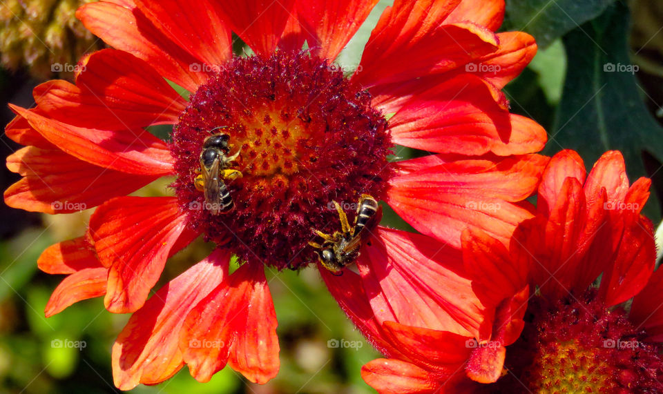 Bees on red flowers