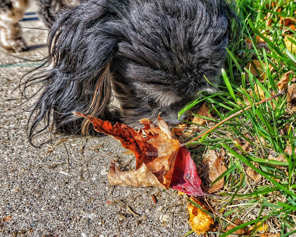 Dog and Autumn Leaves