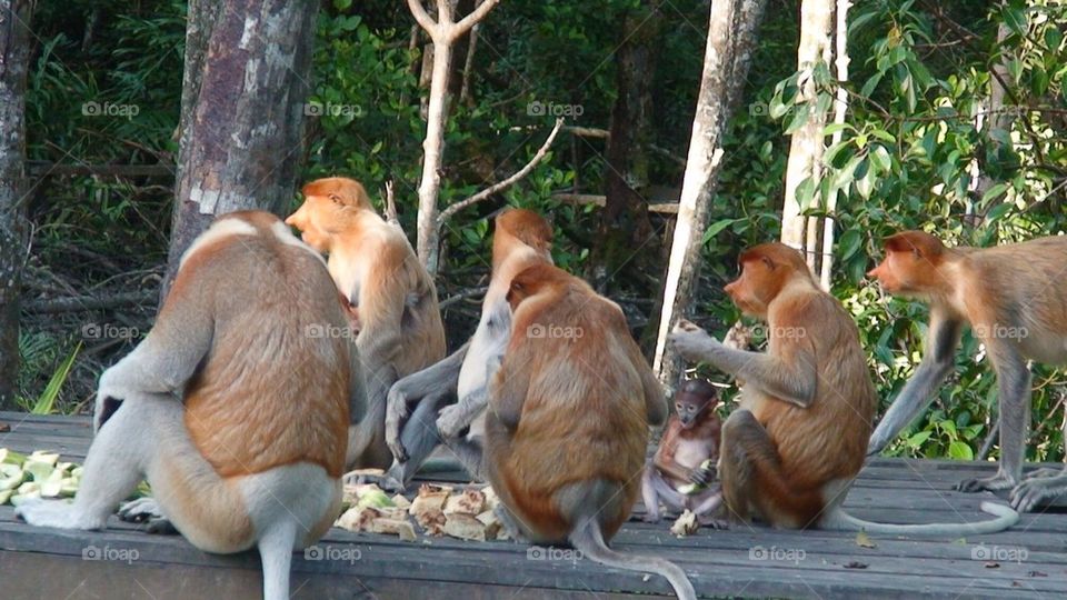 Proboscis Monkeys
