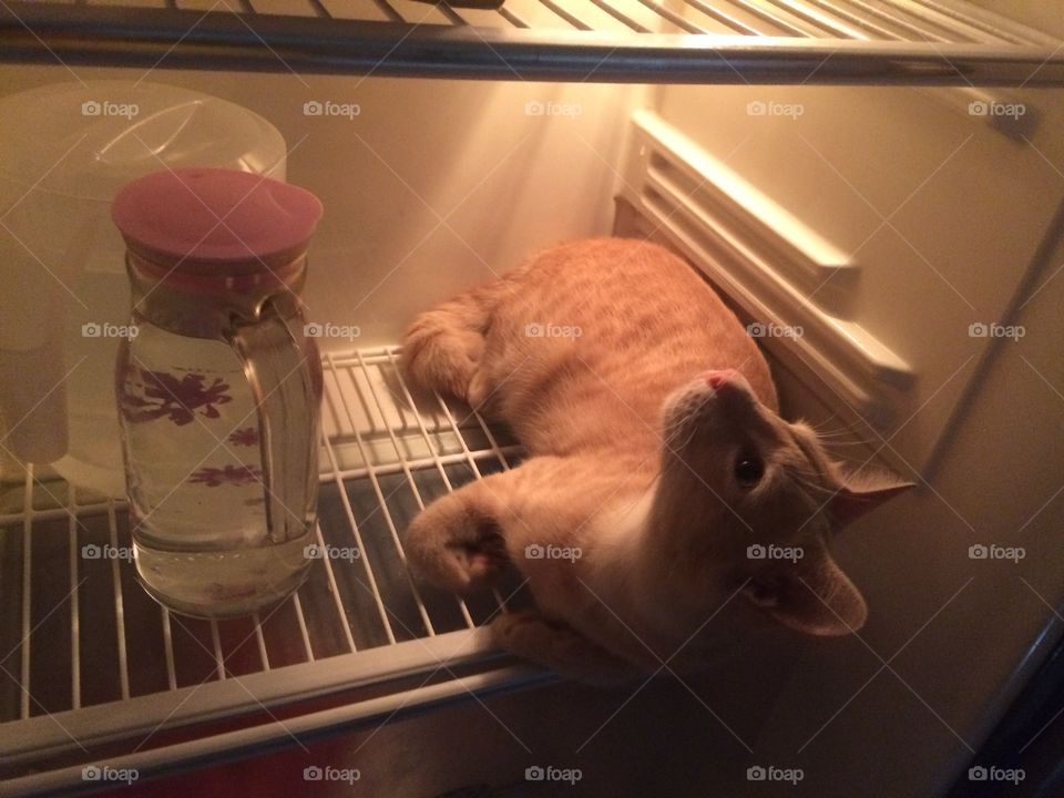 Cat in the freezer