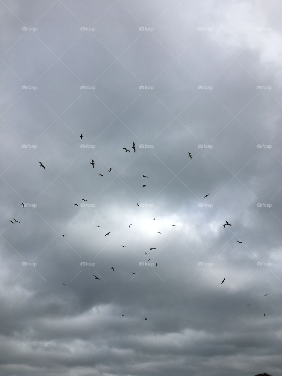 Birds flying in circles 
