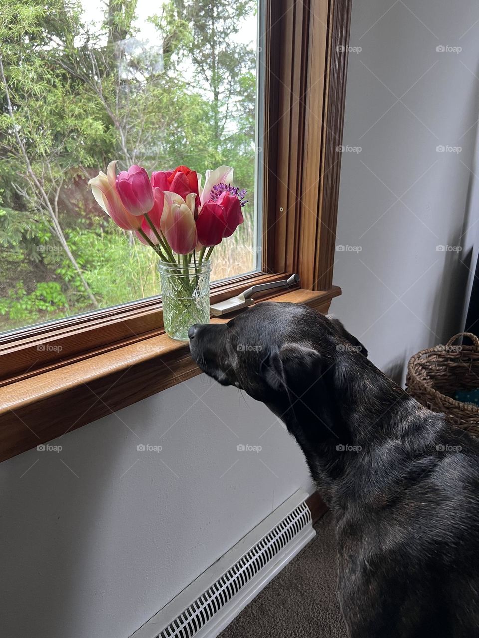 Dog taking a minute to smell the tulips