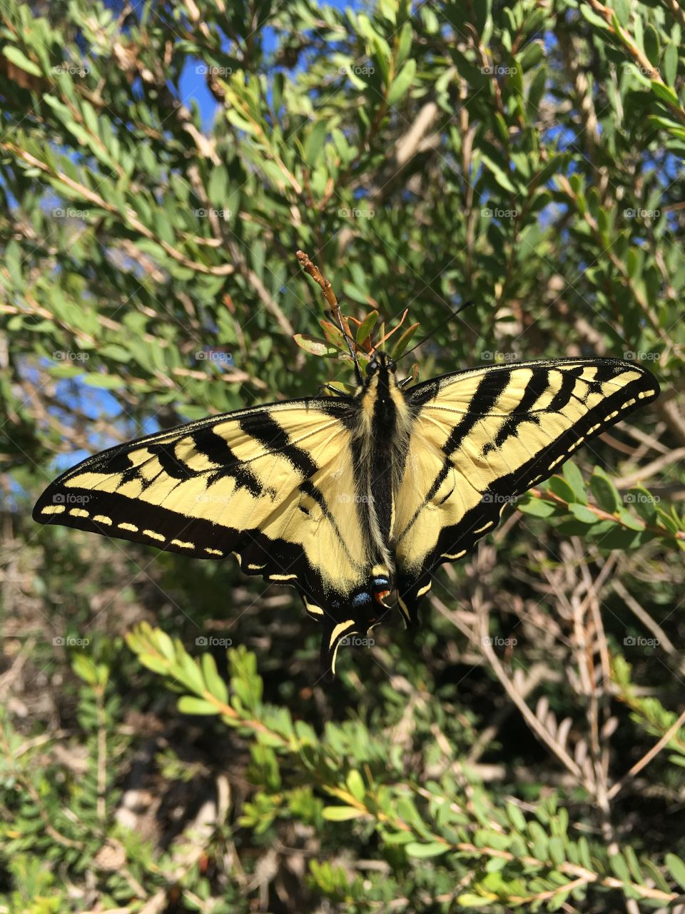 Western Tiger Swallowtail Butterfly 