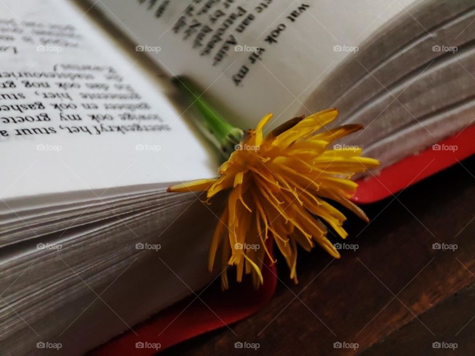 Flower on book