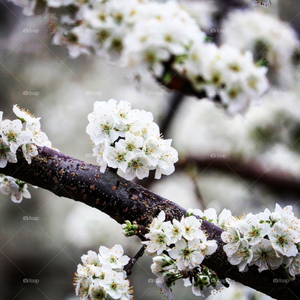 spring tree blossoms