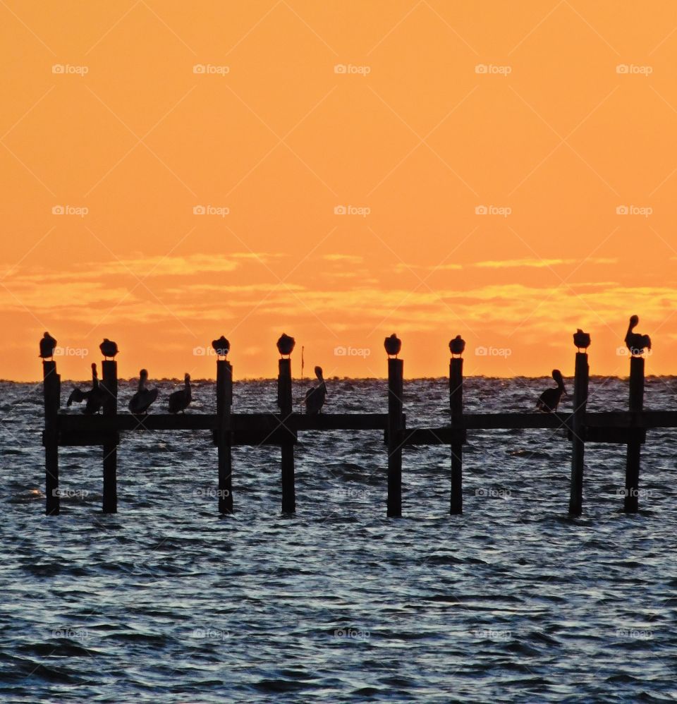 Brown Pelicans perching on a dilapidated pier on the bay, surrounded by a orange sunset