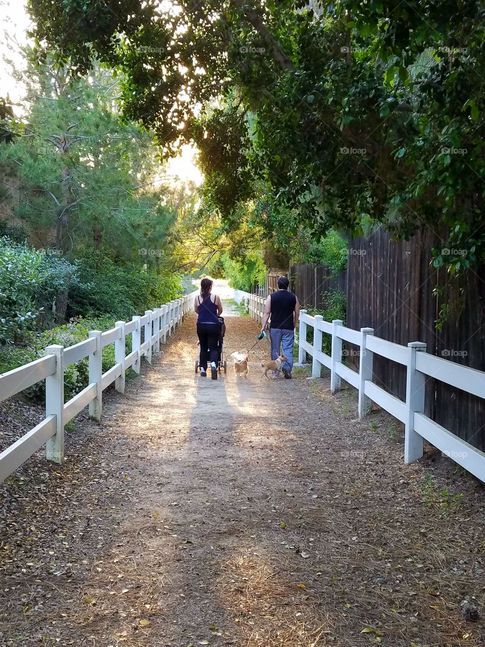 Walking baby and dogs