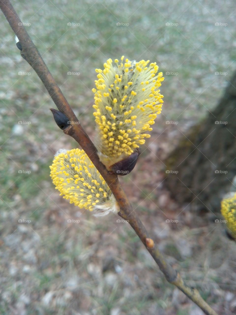 Nature, No Person, Leaf, Tree, Outdoors