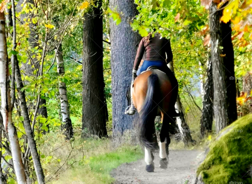 Horseback riding in the forrest