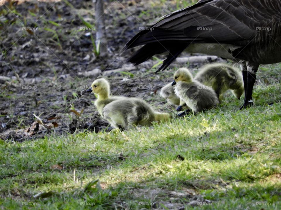 Baby geese. These fluffy adorable baby geese stole my heart. The little yellow heads with the fluffy grey bodies. Love how their mother is sitting super close to them. 
