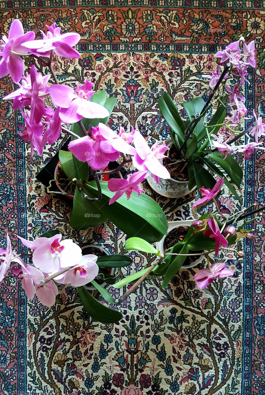 Orchids garden