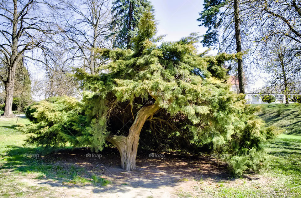 Trees growing on field.