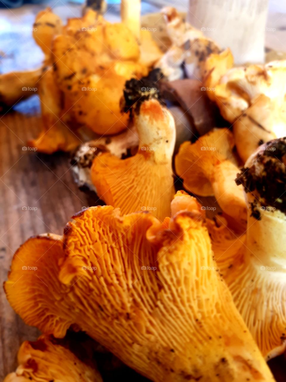 chantarelle - lisičarka