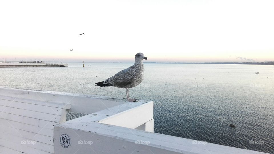 Seagul on the pier in Sopot