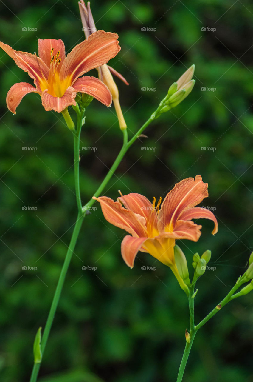 Orange color flower in bloom