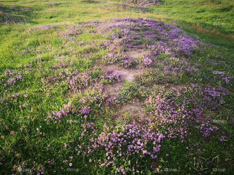 Flowers on the plain