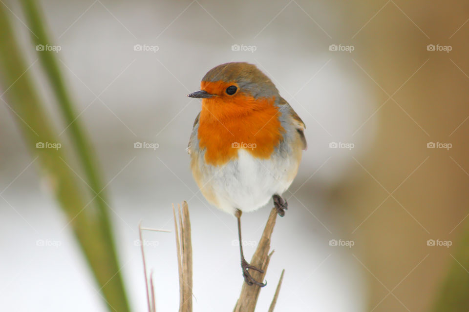 Robin