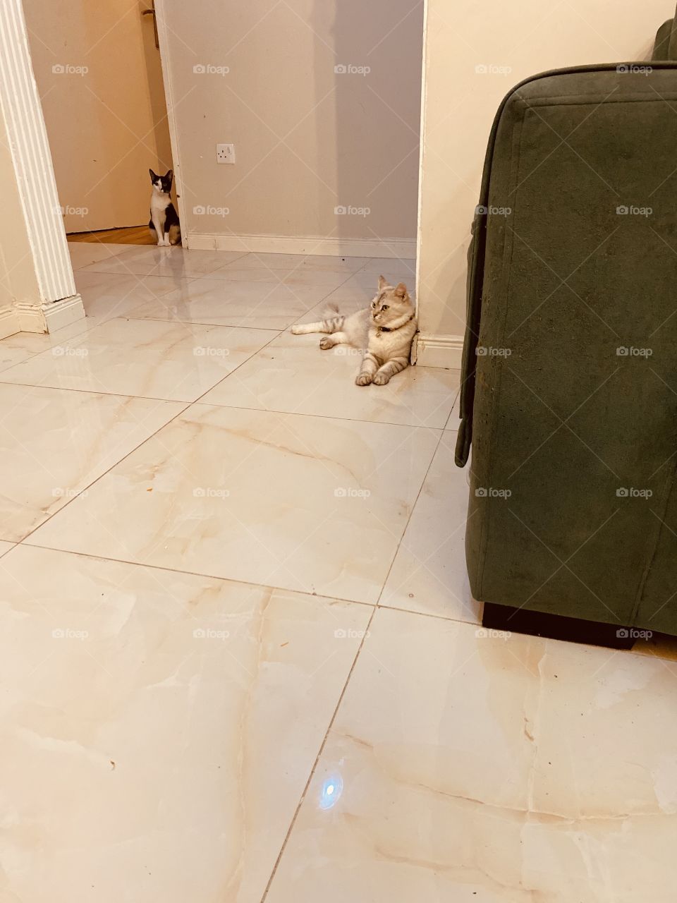 So cute a cats , zainh and different 🐈‍⬛ 🐈 🥰